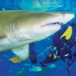 Dive with Sharks 2